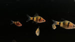 Black Ruby Barb (Pethia nigrofasciata)