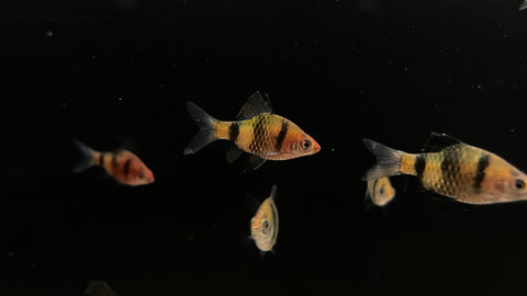 Black Ruby Barb (Pethia nigrofasciata)