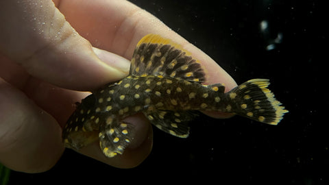 L-18 Gold Nugget Pleco (Baryancistrus xanthellus)