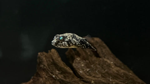 Fahaka Pufferfish (Tetraodon lineatus) - xSmall