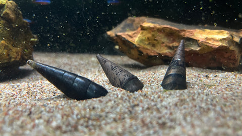 Black Devil Spike Snail (Faunus ater)