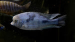 Malawi Blue Dolphin (Cyrtocara moorii)