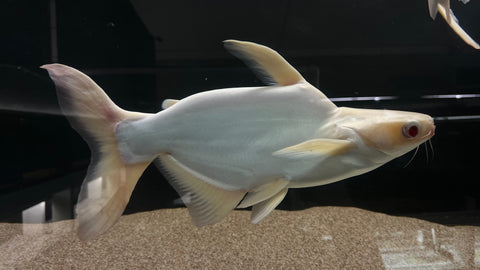 Shortbody Albino Iridescent Shark (Pangasius Hypophthalmus) - JUMBO (CARGO ONLY)