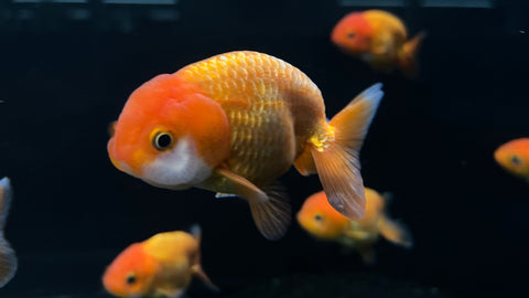 Ranchu Goldfish (Carassius auratus)