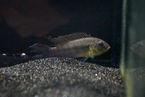 Silviae Kribensis (Pelvicachromis silviae) - PAIR