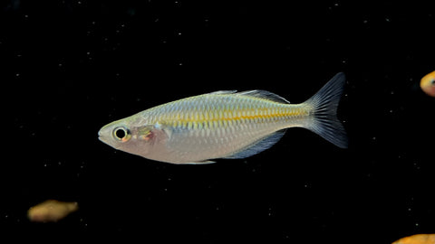 Boesemani Rainbowfish (Melanotaenia boesemani)