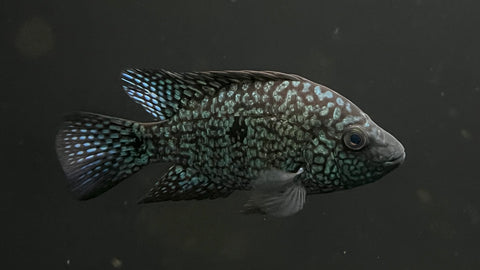 Electric Blue Carpintis Cichlid (Herichtys carpintis)