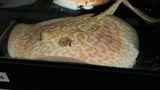 Albino Pearl Stingray (Potamotrygon Jabuti) - Male WYSIWYG