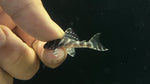 L-333 King Tiger Pleco (Hypancistrus sp.) - Tank Raised