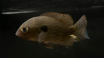 Spotted Damba Cichlid (Paretroplus Maculatus)