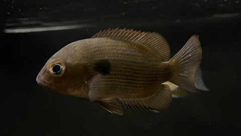 Spotted Damba Cichlid (Paretroplus Maculatus)
