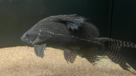 Featherfin Synodontis (Synodontis eupterus)