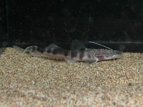 Tigrinus Catfish (Batasio tigrinus)
