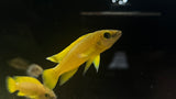 Leleupi (Neolamprologus leleupi)