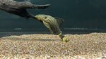 L-191 Dull Eyed Royal Pleco (Panaque cf. nigrolineatus)