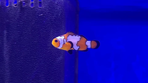 Snowflake Clownfish (Amphiprion ocellaris) - Captive Bred