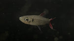 Pinktail Chalceus (Chalceus macrolepidotus)