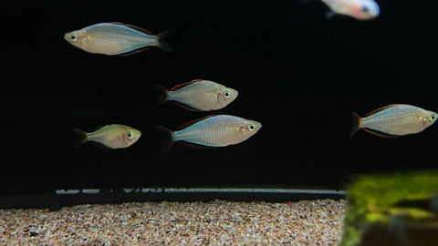 Neon Dwarf Rainbowfish (Melanotaenia praecox)