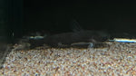 Ninja Woodcat (Tatia musaica)