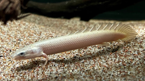 Platinum Senegal Bichir (Polypterus senegalus) - Medium