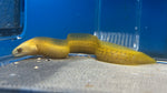 Golden Fire Coral Moray Eel (Gymnothorax miliaris)*
