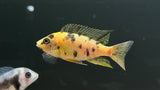 Assorted OB Peacock (Aulonocara sp.) - T106 Small