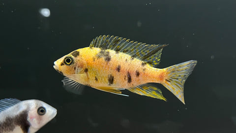 Assorted OB Peacock (Aulonocara sp.) - T106 Small