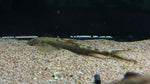 Angel Hillstream Loach (Jinshaia sinensis) - Rare