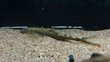 Angel Hillstream Loach (Jinshaia sinensis) - Rare
