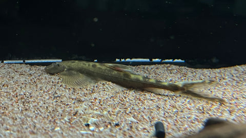 Angel Hillstream Loach (Jinshaia sinensis) - Rare