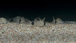 Panda corydoras