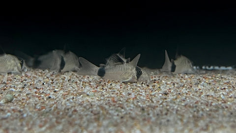 Panda corydoras