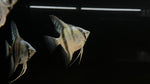 Philippine Blue Angelfish (Pterophyllum scalare sp.)