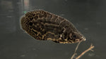 Ctenopoma Leopard (Ctenopoma acutirostre)