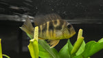 Geophagus Balzani (Gymnogeophagus balzanii)