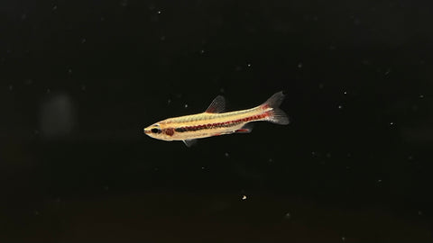 Dwarf Pencilfish (Nannostomus marginatus)