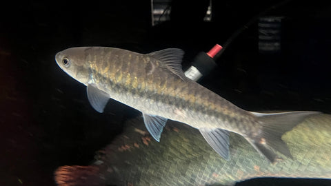 Thai Blue Mahseer - CARGO ONLY