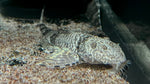 Dragon Loricaria Whiptail (Rhadinoloricaria sp. ‘Caqueta’)