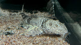 Dragon Loricaria Whiptail (Rhadinoloricaria sp. ‘Caqueta’)
