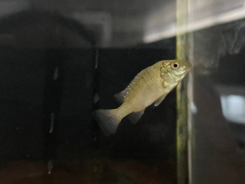 Danakilia sp.