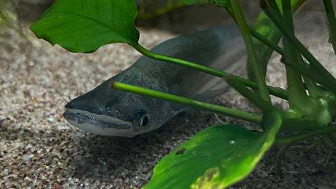 Blue Sheatfish (Phalacronotus bleekeri)