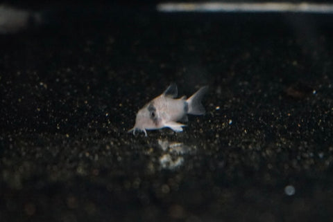 Panda corydoras
