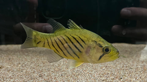 Wichmann's Mouth Almighty (Glossamia wichmanni)