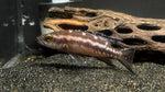 Neolamprologus buescheri - PAIR