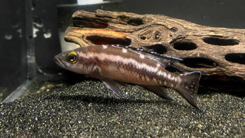 Neolamprologus buescheri - PAIR