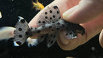 L-264 Sultan Pleco (Leporacanthicus sp.)