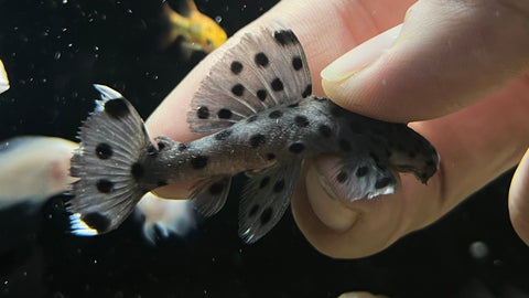 L-264 Sultan Pleco (Leporacanthicus sp.)