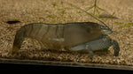 Vampire Shrimp (Atya gabonensis) - Large