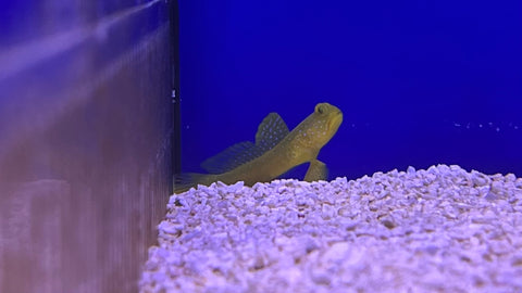 Yellow Watchman Goby (Cryptocentrus cinctus)