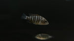 Red Mangrove Snapper (Lutjanus argentimaculatus)